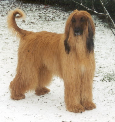 Bardie 1
