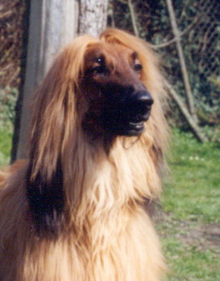 Bardie 10