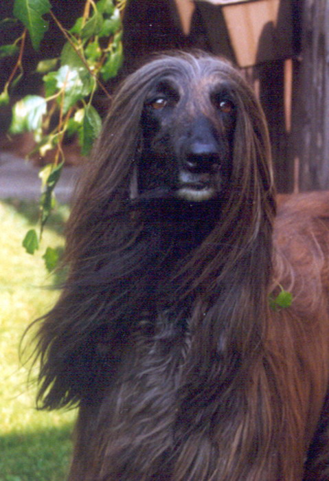 Burahny 20